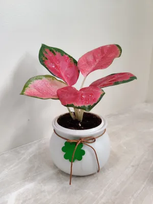 Aglaonema China Red Corporate Gift Plant