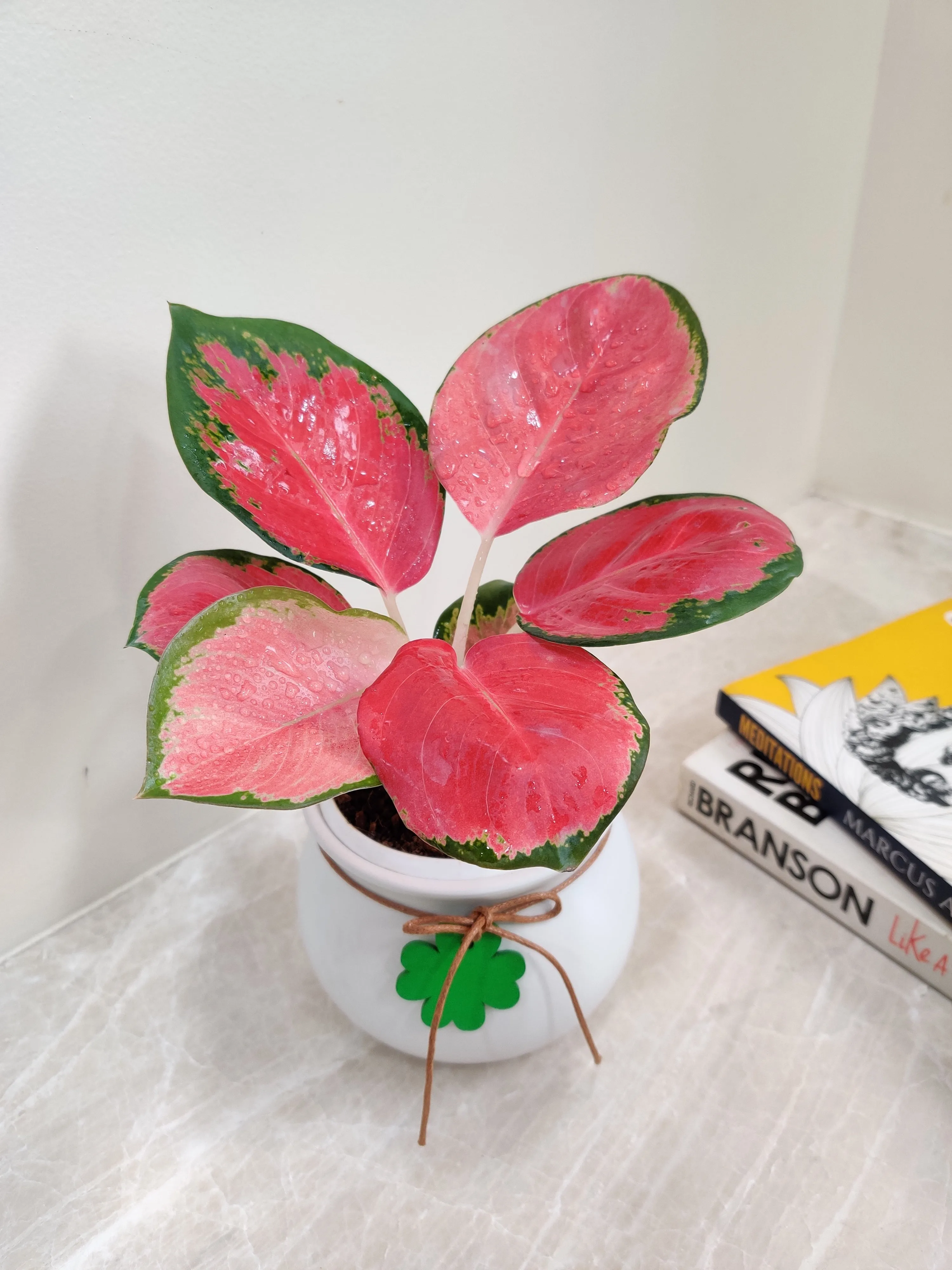 Aglaonema China Red Corporate Gift Plant