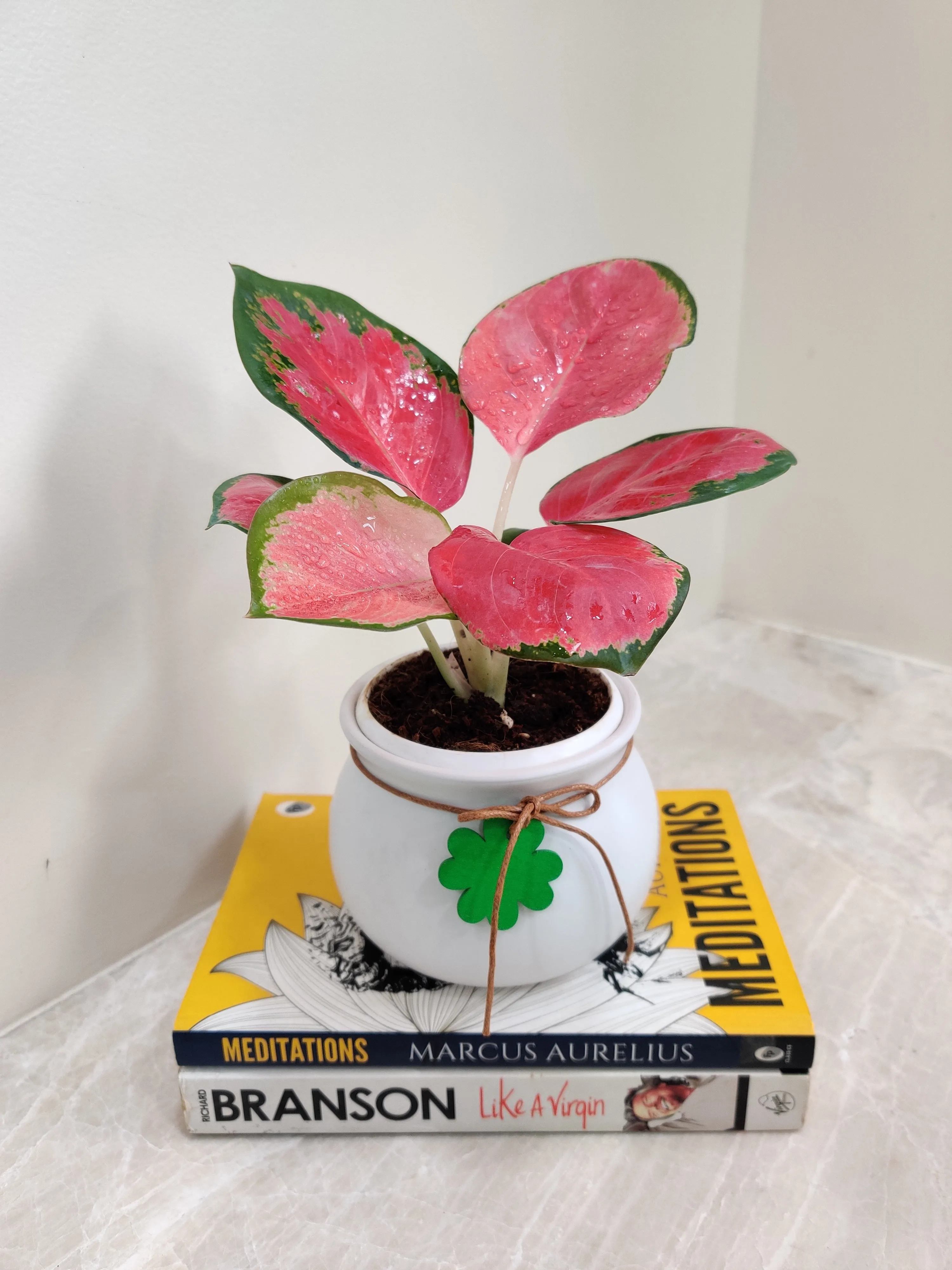 Aglaonema China Red Corporate Gift Plant