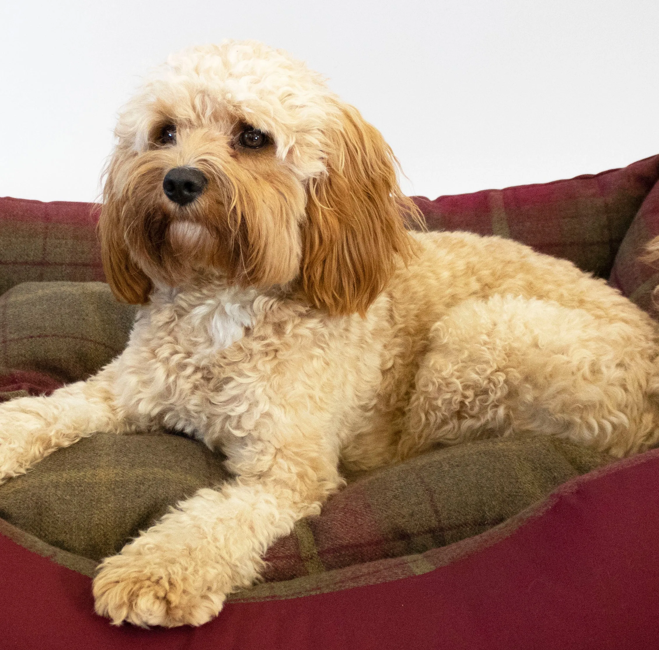 Amherst 2 in 1 Dog bed - Mulberry Red with Square Check