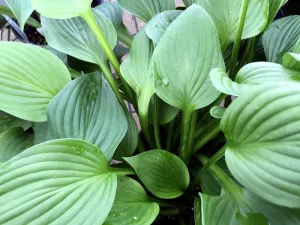 Hosta: Blue Angel -JUMBO - 2 gal (VN)