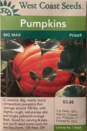 Pumpkin - Big Max